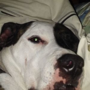 Meet your Posher, Donna